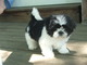 Regalo adorables cachorros de shih tzu masculino y femenino