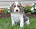 Regalo beagle Cachorros - Foto 1