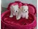 Regalo bichon maltes cachorros gratis