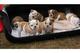 Regalo Bulldog ingles - perritos - Foto 1