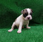 Regalo cachorritos bulldog frances 