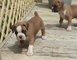 Regalo cachorros boxer