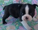 Regalo Cachorros de Boston Terrier disponibles - Foto 1