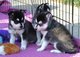 Regalo cachorros de husky siberiano