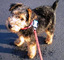 Regalo gales Terrier perritos disponible - Foto 1