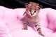 Regalo gatitos Savannah F1 lindo para su aprobación - Foto 1