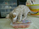 Regalo gatos gatito bengala disponibles