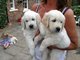 Regalo golden retrievers Cachorros - Foto 1