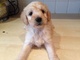 Regalo goldendoodle cachorro ! regalo