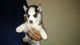 Regalo husky hermosos siberianos 