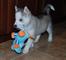 Regalo husky siberiano cachorros