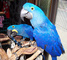 Regalo jacinto guacamayo loros disponible