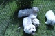 Regalo lindo bichon cachorros disponible