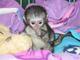Regalo monos capuchin impresionante - Foto 1