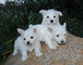 Regalo oeste terrier terrier perritos