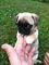 Regalo pug cachorros listo
