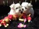 Regalo regalo bichon maltes cachorros