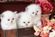 Regalo regalo himalayan gatitos para adopción