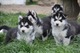 Regalo regalo husky siberiano - cachorros