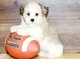 Regalo Regalo Preciosos cachorros Havanese listos ahora - Foto 1