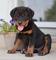 Regalo rottweiler perritos