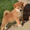 Regalo shiba inu cachorros