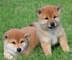 Regalo shiba inu cachorros listo !!!