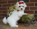Regalo super adorables cachorros malteses