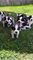 St. bernard cachorros para la venta