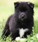Super Adorable C. K. C Pomsky Cachorro - Foto 1