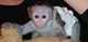 Sweet monos capuchino adopcion - Foto 1