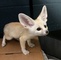 Zorro de Fennec disponible - Foto 1