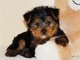 Adoptar Cachorro Yorkshire Terrier - Foto 1