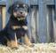 Akc reg cachorros alemanes rottweiler