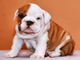 Cachorros bulldog inglés macho y hembra