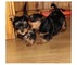 Cachorros de yorkshire terrier para la adopción!