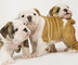 Calidad bulldog inglés cachorros para la adopción