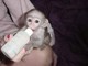 Capuchin monkey disponible