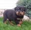 Dulce y juguetona Rottweiler para la adopción - Foto 1