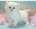 Gatitos persas adorables para la adopción - 3 meses de viejo