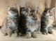 Gratis adorables maine coon pura raza