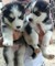 Gratis Alaska malamute cachorros listo - Foto 1