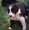 Gratis Border Collie cachorros - Foto 1