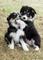 Gratis border collie perritos