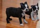 Gratis Boston terrier cachorros regalo - Foto 1