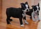 Gratis boston terrier cachorros regalo