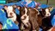 Gratis boston terrier perritos