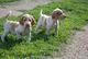 Gratis bracco italiano cachorros - Foto 1