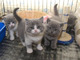 Gratis Británico de pelo corto gatitos - Foto 1