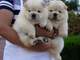 Gratis chow chow Cachorros - Foto 1